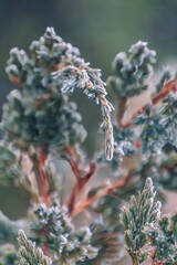 Close-Up Of Frozen Plant During Winter