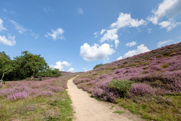 Nature reserve Herikhuizerveld aka De posbank, Gelderland Province, The Netherlands