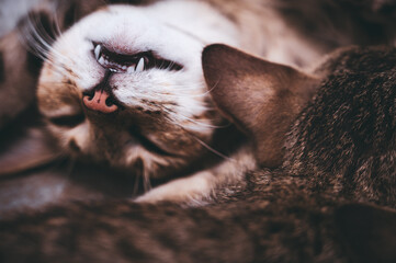 close up portrait of a cat