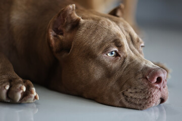 Portrait of a beautiful pitbull terrier dog close up.