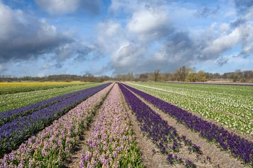 Foto auf Acrylglas Flower fields in the Bollenstreek, Zuid-Holland Province, The Netherlands © Holland-PhotostockNL