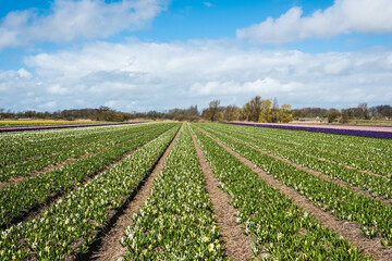 Fototapeta na wymiar Flower fields in the Bollenstreek, Zuid-Holland Province, The Netherlands