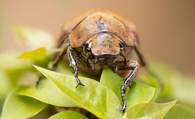 Cockchafer, Scarab Beetle, Bug on green leaves 