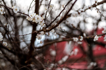 Apricot blossom in spring season