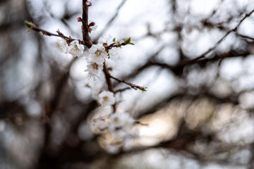 Apricot blossom in spring season