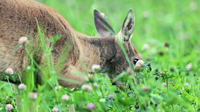 Young adult white-tailed deer eating on a clover field during autumn in Southern Finland	
