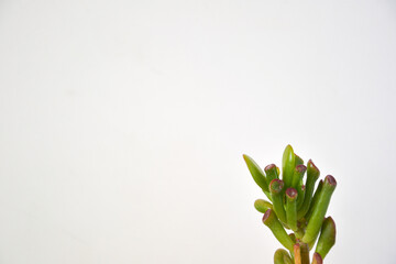 small succulent on the right with white background