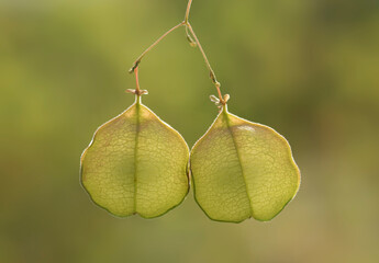 Two fruits of a Lesser balloon vine (Cardiospermum halicacabum)