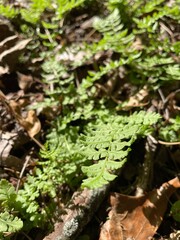 Green fern and brown leaves