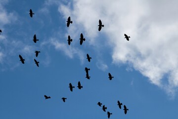 Corbeau