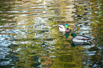 Two Male Mallard Ducks swimming in the lake. Quality image for your project