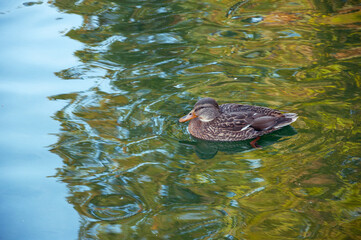 Wild gray duck swims on the water. Quality image for your project