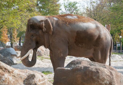 Asian elephant in an aviary at the zoo. Quality image for your project