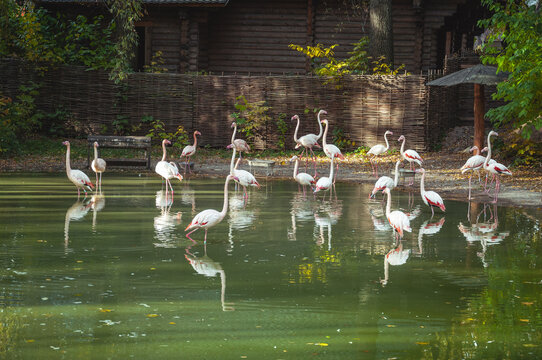 A flock of white flamingos in the lake at the zoo. Quality image for your project