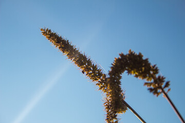 Field of yellow, green foxtail perfectly in focus and sun shining all over them. Close up nature. Singular and multiple foxtails. Foxtail wallpaper. Nature wallpaper.