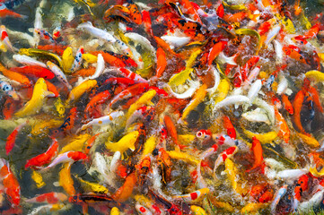 Abstract photo of Colorful fancy carp fish, koi carps crowding together competing for food in the pond. They open their mouths to eat.Selective focus.