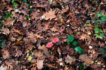 leaves on the ground