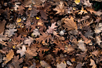 autumn leaves background