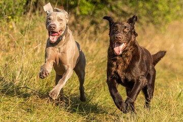 Weimaraner dog with Retriever run on a meadow. Sunny autumn day for hunting. Hunting dogs. Happy dog.