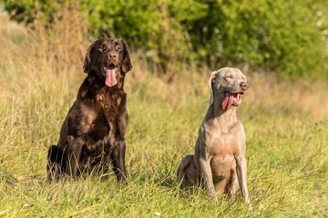 Weimaraner and Brown Flat Retriever sitting on a green field. Sunny autumn day for hunting. Hunting dogs. Happy dog.