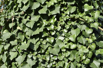 green leaves background