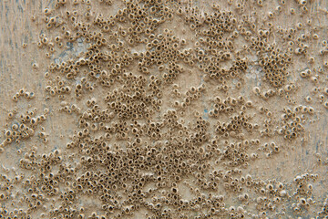Textured background on the wall of the boat from formations and houses of snails and marine underwater inhabitants