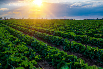 Rows of cabbage on an agricultural field.