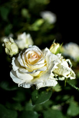 white rose on a green black background