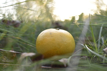 tangerine on the grass