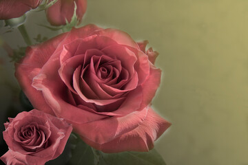 Pink rose