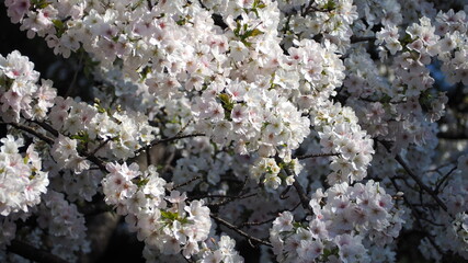 White Cherry blossoms. Sakura trees full bloom in Meguro Ward Tokyo Japan from March to April. Cherry blossom trees full bloom are perfect for sightseeing and festivals. Sakura flowers with 5 petals.