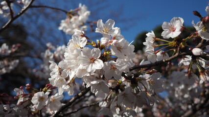 White Cherry blossoms. Sakura trees full bloom in Meguro Ward Tokyo Japan from March to April. Cherry blossom trees full bloom are perfect for sightseeing and festivals. Sakura flowers with 5 petals.