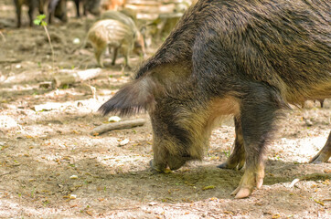 Wild brown boar (Sus scrofa, female) eating some food on a forest glade, selective focus, close-up