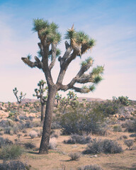 Joshua Tree Vintage