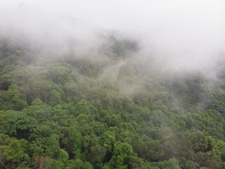 Rainforest jungle covered with mist after rain. Aerial view of tropical forest in the mountain. A drone flies through the treetops in a tropical rainforest.