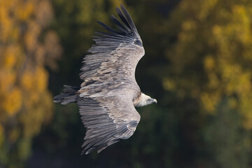 Griffon vulture Gyps fulvus in flight autumn colorful background