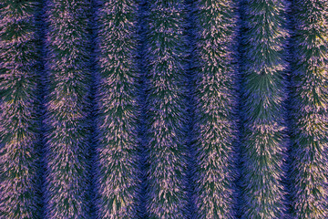 Fototapeta na wymiar Purple blooming lavender field with even rows. Background and texture for modern design
