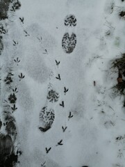 first snow footprints of people and animals