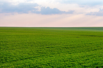 Fototapeta na wymiar Panoramic view of the spring landscape, a field of green seedlings of winter wheat and the colorful sky at sunset.