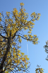 A beautiful tree with yellow autumn leaves with a blue sky in the background