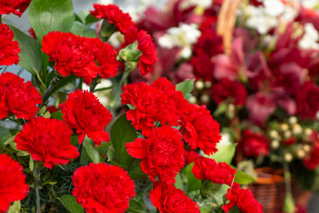 Red carnations. Flowers on the monument. Garden plants are gathered together.