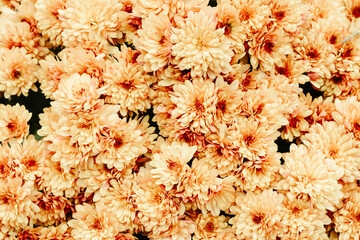 Orange yelllow chrysanthemum flower floral pattern and background