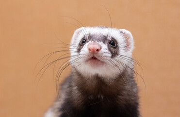 The cute funny ferret portrait