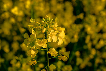 Close-up rapeseed flowers, used as alternative energy sources.