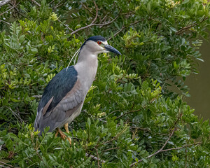 Obraz premium A heron perched on top of a tree