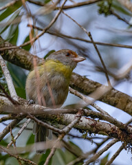 A small bird with a strong beak perched on a tree branch