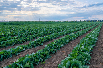 Fototapeta na wymiar Rows of cabbage on an agricultural field.