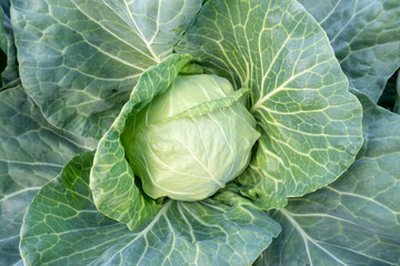 Fototapeta premium A head of fresh green cabbage grown in the field. Close-up view of the cabbage from above.