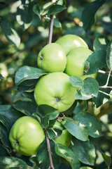 Apple tree branch with Ripe green apples on a blurred background during ripening