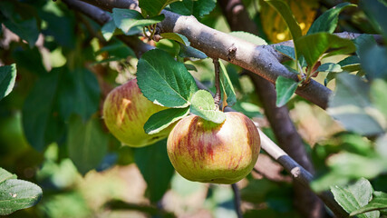 Apple tree branch with Ripe green apples on a blurred background during ripening